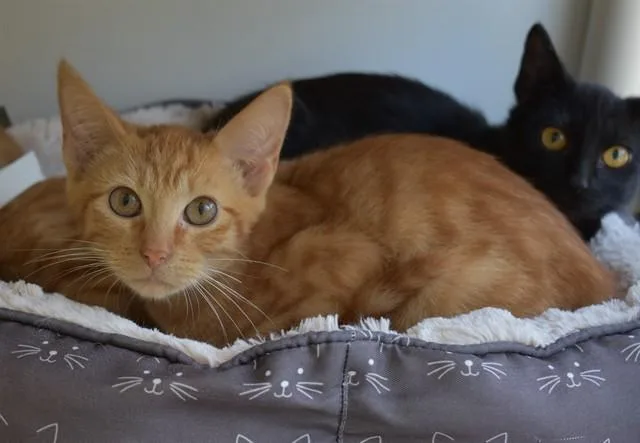 A baby small-sized male Domestic Short Hair cat named Carl for adoption in Sarasota, FL