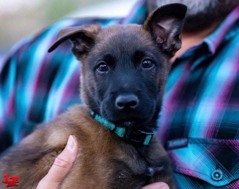 Rod Stewart thumbnail 2