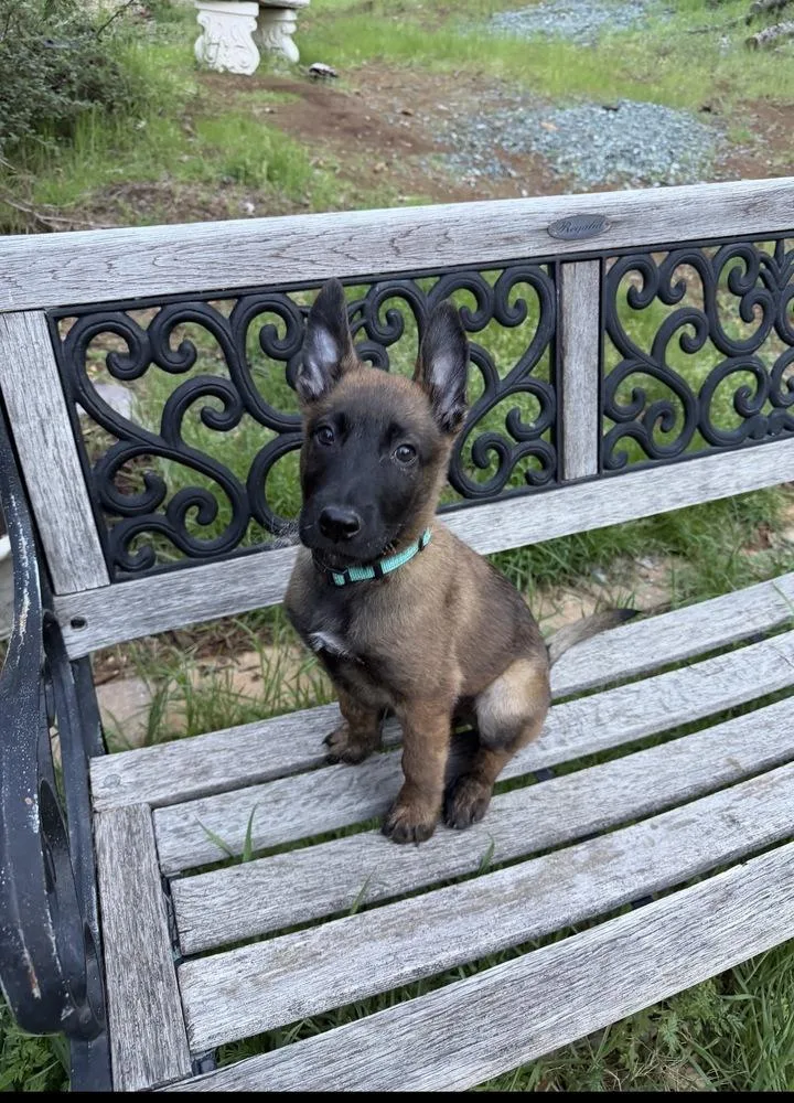 Rod Stewart thumbnail 3