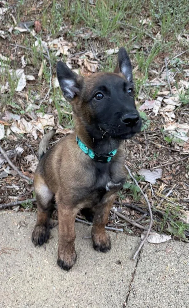 Rod Stewart thumbnail 4