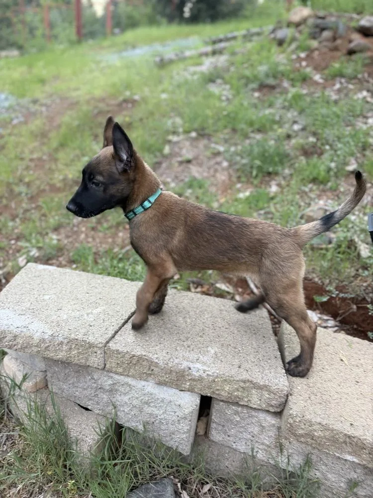 Rod Stewart thumbnail 5