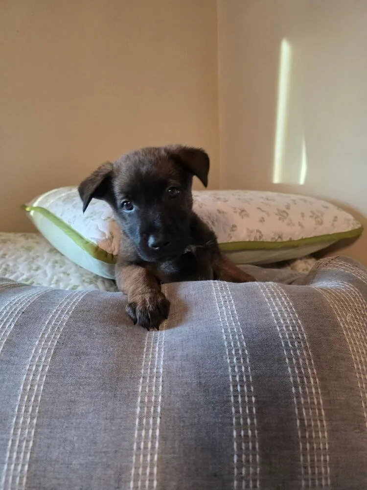 Rod Stewart thumbnail 6