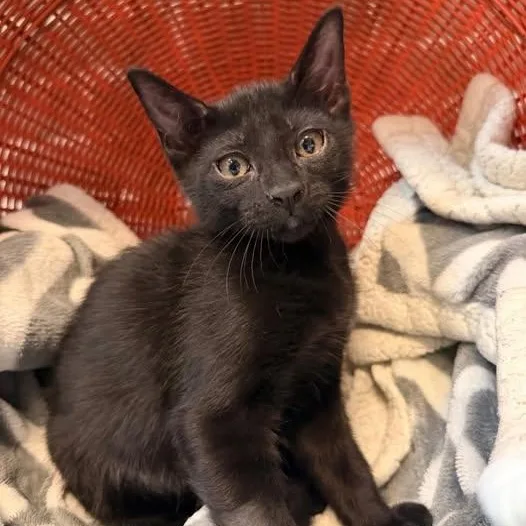 A baby medium-sized female Black Domestic Short Hair cat named Malibu At Fat Cat for adoption in Tallahassee, FL