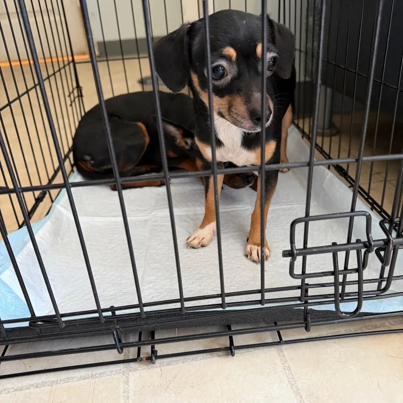A young small-sized female Chihuahua dog named Female for adoption in Hohenwald, TN