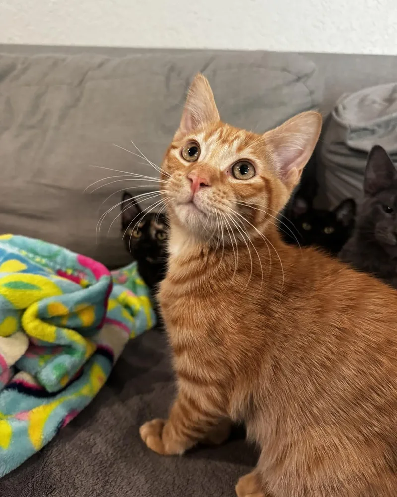 A young medium-sized male Domestic Short Hair cat named Phoenix for adoption in Guthrie, OK