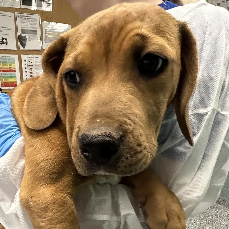 A baby small-sized male Yellow / Tan / Blond / Fawn Hound dog named Snuffleupagus for adoption in Greenville, SC