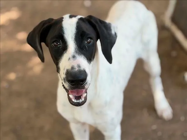 A young medium-sized male Border Collie dog named Snoopy for adoption in Tulsa, OK