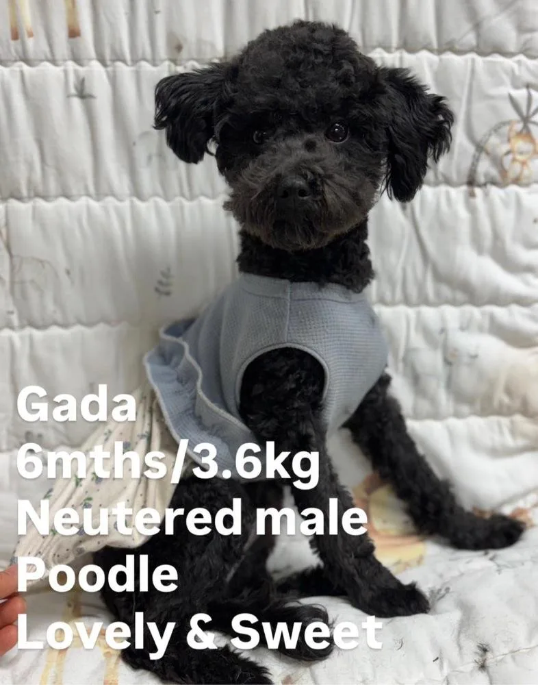 A baby small-sized male Black Poodle dog named Gada for adoption in Long Island City, NY