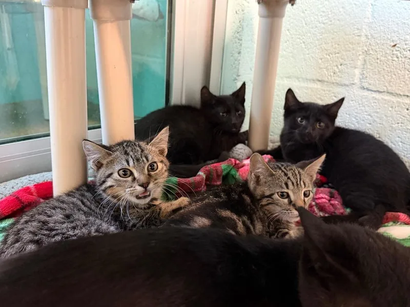 A baby small-sized male Domestic Short Hair cat named Jamie for adoption in Cape Coral, FL