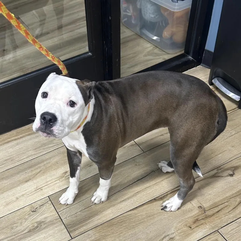 A baby small-sized male Brown / Chocolate Pit Bull Terrier dog named Gracie for adoption in Newark, NJ