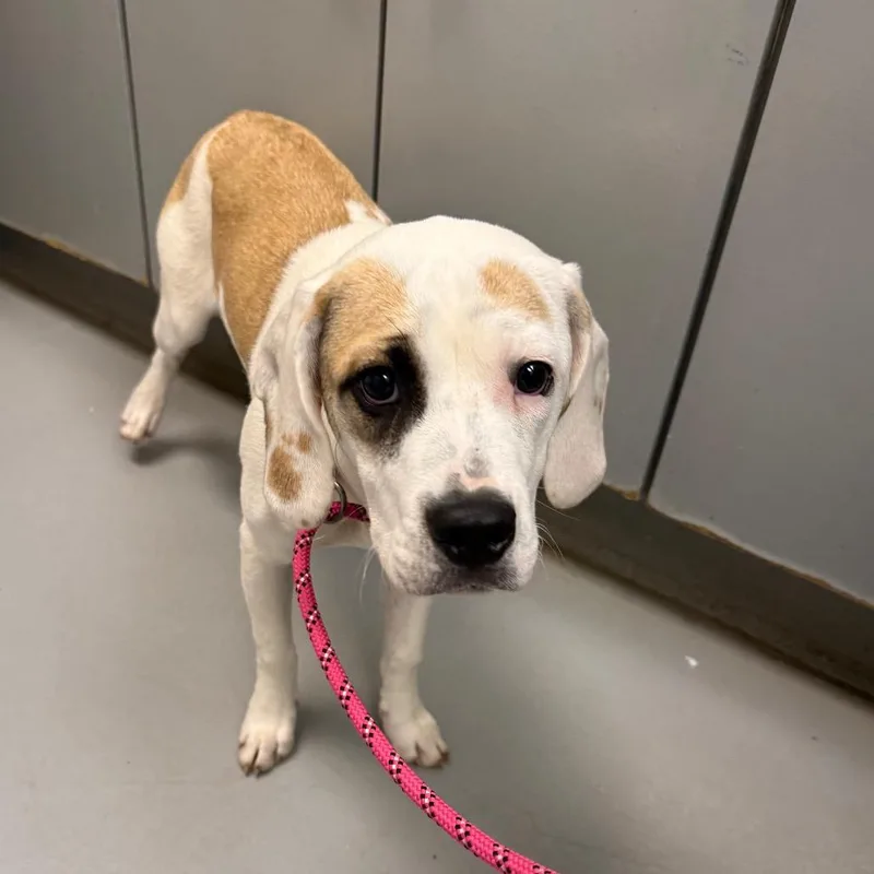 A young medium-sized female White / Cream Pointer dog named Willow for adoption in Troy, VA