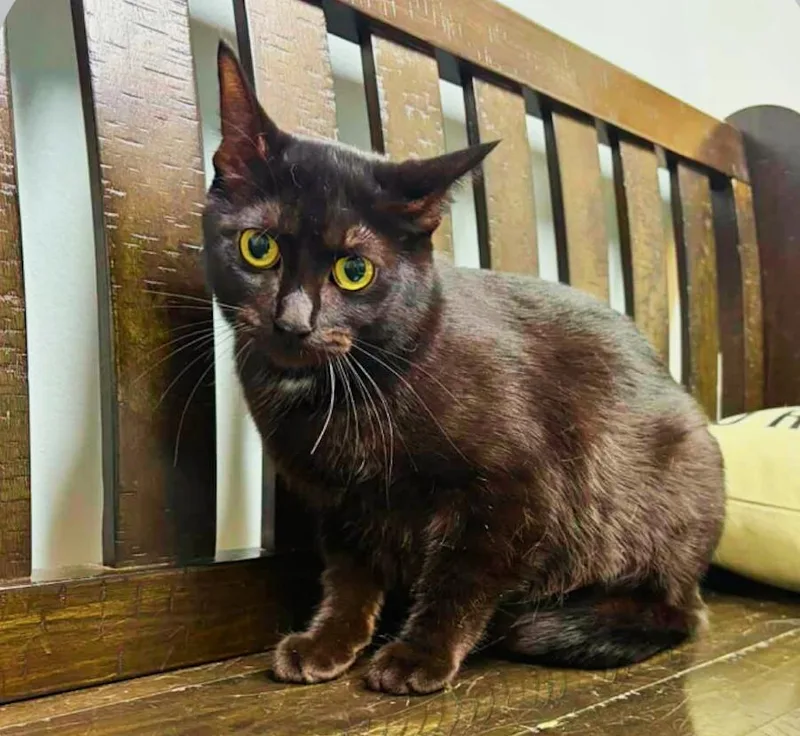 A young small-sized female Black & White / Tuxedo Domestic Short Hair cat named Little for adoption in Plymouth, MN