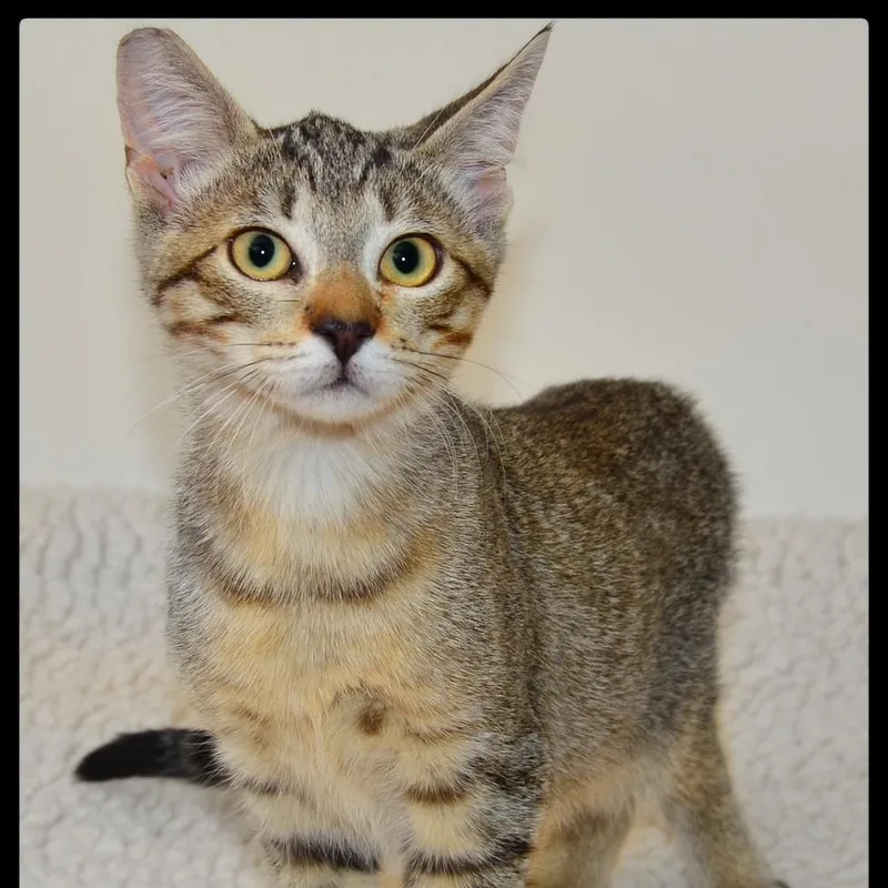 A baby medium-sized male Tabby cat named Harvey for adoption in San Andreas, CA