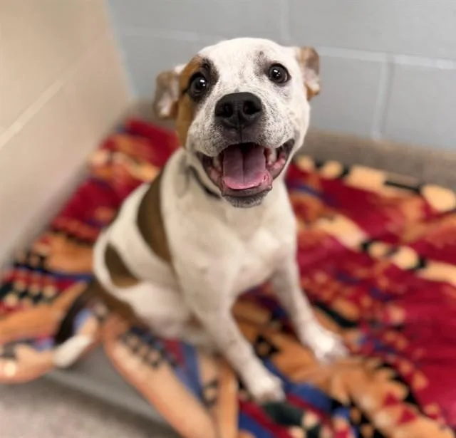 A baby small-sized male Australian Cattle Dog / Blue Heeler dog named Roky for adoption in Brighton, CO