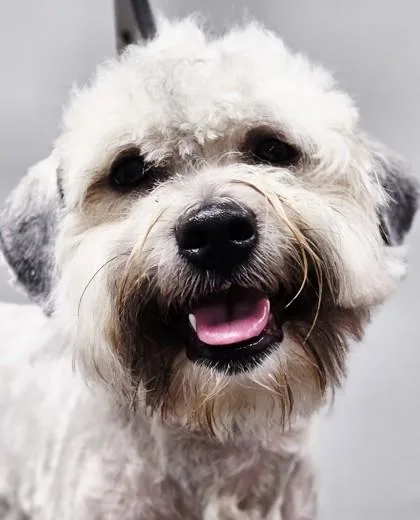 An adult small-sized male Mixed Breed dog named Sparkler for adoption in West Chester, PA