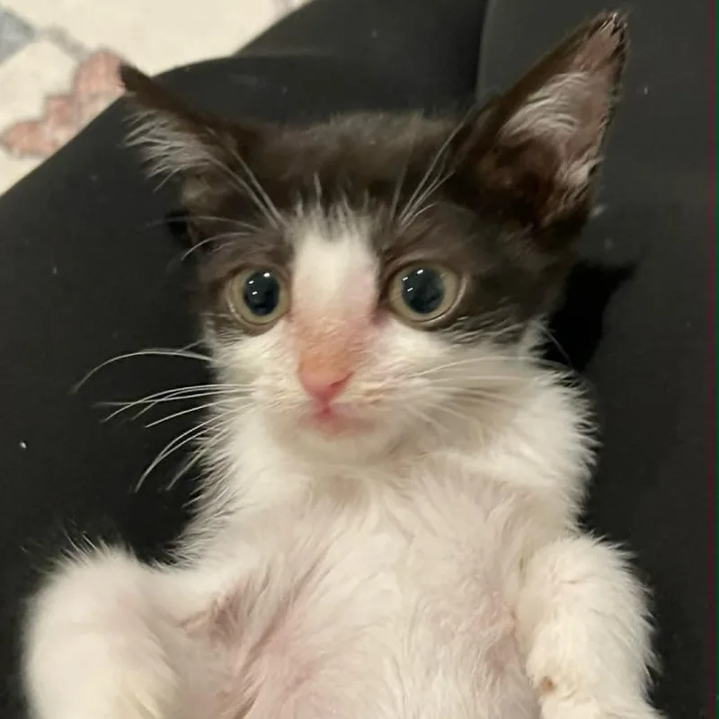 A baby small-sized female Black Domestic Short Hair cat named Tiny Tom Shaw for adoption in Eagle Mountain, UT