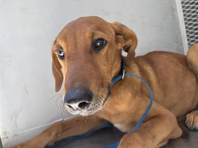A baby medium-sized male Red / Chestnut / Orange Redbone Coonhound dog named Jay URGENT for adoption in Thousand Oaks, CA
