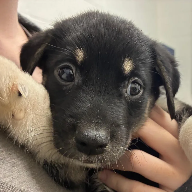 A baby small-sized male Black Labrador Retriever dog named "The" Wobble for adoption in Corpus Christi, TX