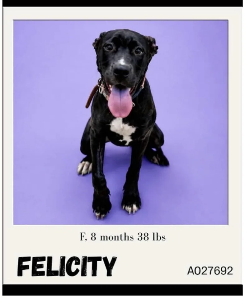 A young medium-sized female Black Staffordshire Bull Terrier dog named Felicity for adoption in Newfoundland, NJ