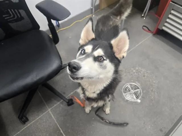 A young large-sized female Siberian Husky dog named Terra for adoption in Mesa, AZ