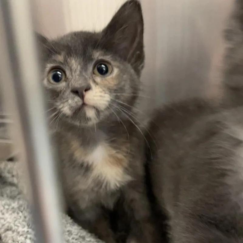A baby small-sized female Torbie Domestic Short Hair cat named Namine for adoption in Pittsburgh, PA