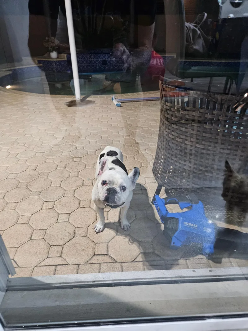 Dozer thumbnail 2