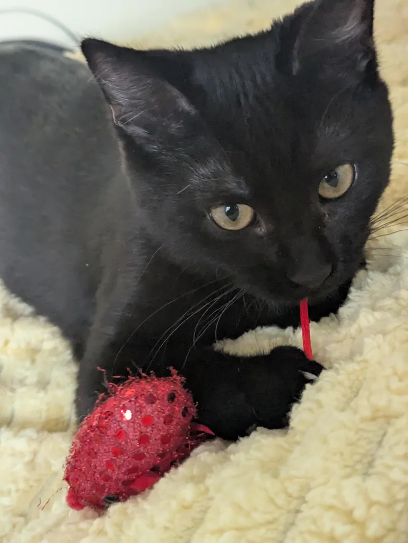 A baby medium-sized female Black Domestic Short Hair cat named Nora for adoption in Sterling Heights, MI