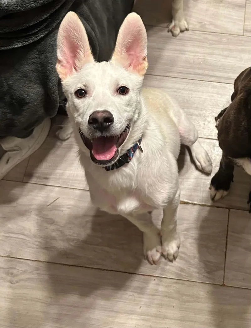 A young medium-sized male Cane Corso dog named Gio for adoption in Dallas, TX