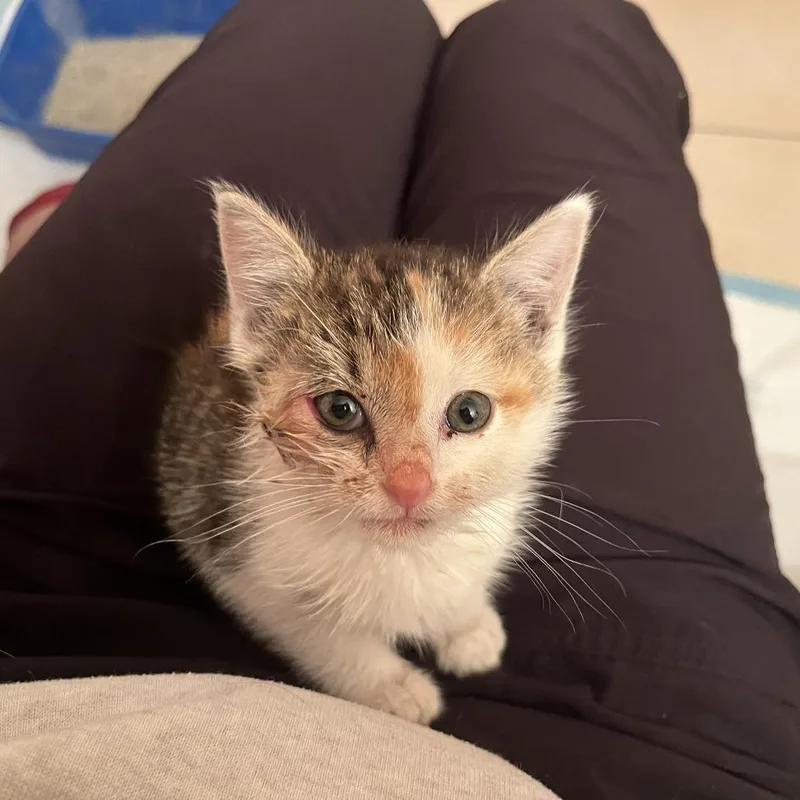 A baby small-sized female White Domestic Short Hair cat named Angelique for adoption in Troy, IL