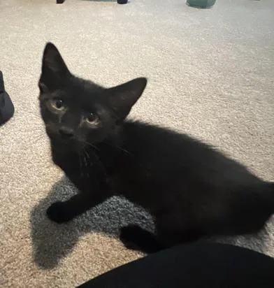 A baby small-sized male Black Domestic Short Hair cat named Ryuk for adoption in Liverpool, TX