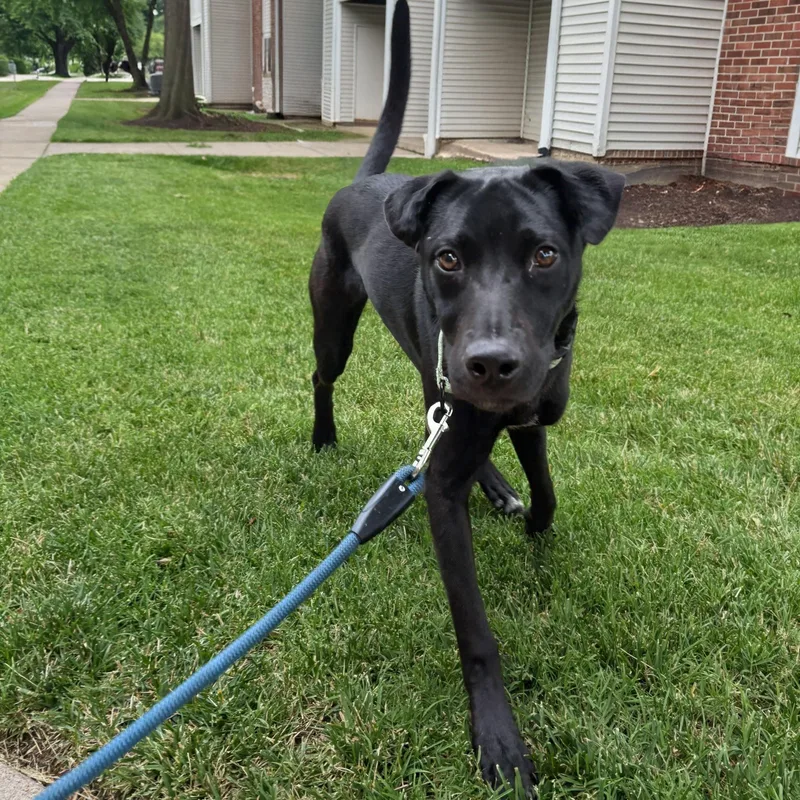 A baby medium-sized male Black Labrador Retriever dog named Nico for adoption in Baldwin, MD