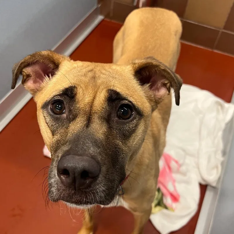 An adult medium-sized female Rhodesian Ridgeback dog named IR Duchess for adoption in Port Washington, NY