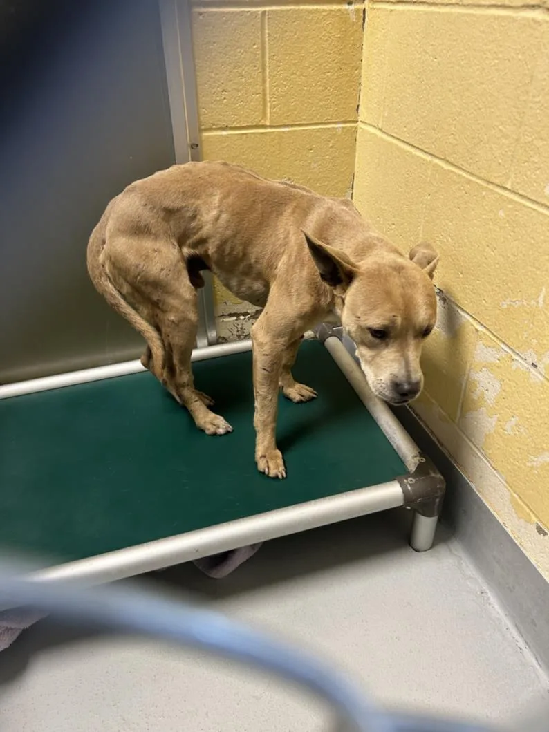 A young medium-sized male Pit Bull Terrier dog named Pac Man for adoption in Tulsa, OK