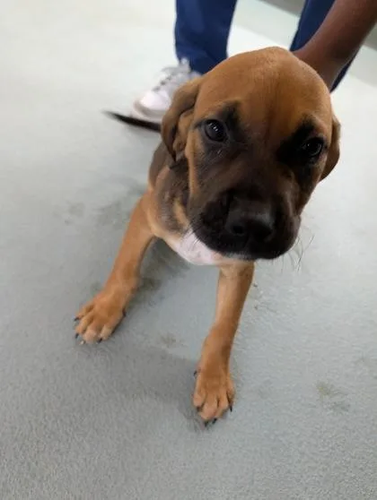 A baby small-sized male Hound dog named Jimbo for adoption in New Orleans, LA
