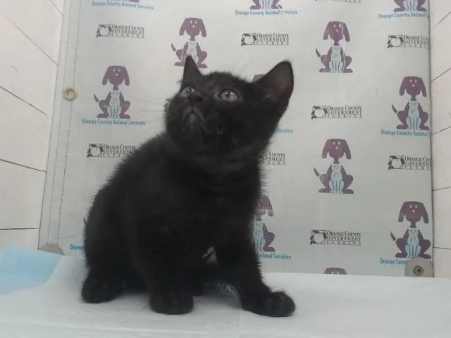 A baby small-sized male Domestic Short Hair cat named Poseidon for adoption in Orlando, FL