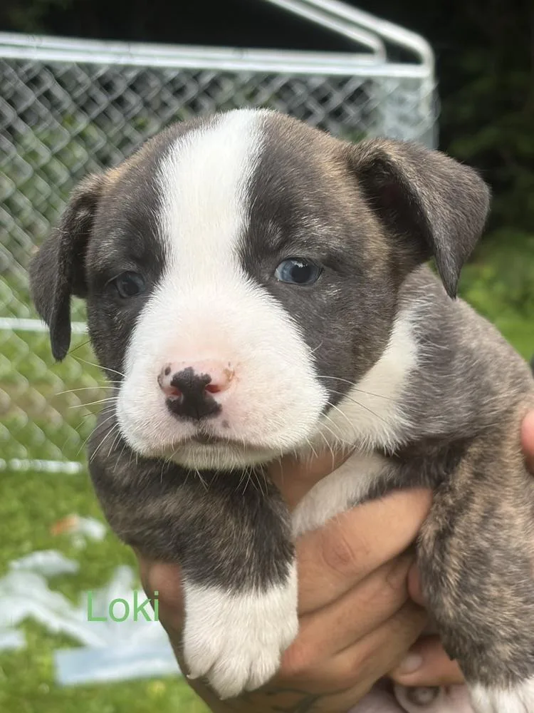 A baby small-sized male Mixed Breed dog named Loki for adoption in Bronx, NY