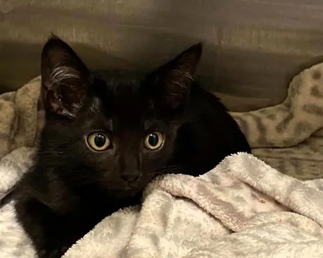 A baby small-sized male Domestic Short Hair cat named Mr. Bucket for adoption in Tustin, CA