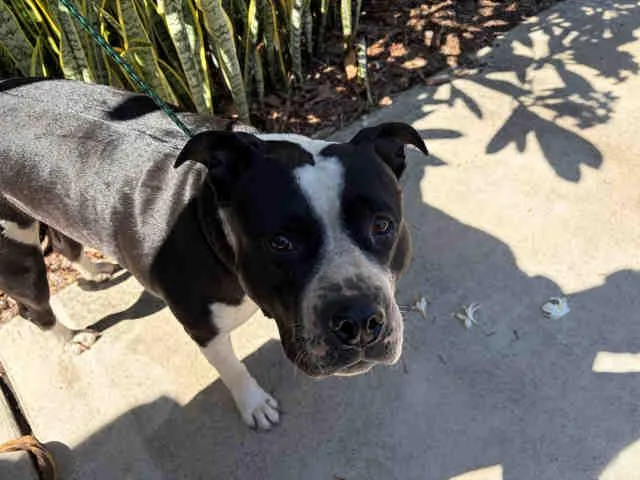 An adult medium-sized female Pit Bull Terrier dog named Zonna for adoption in Bonita, CA