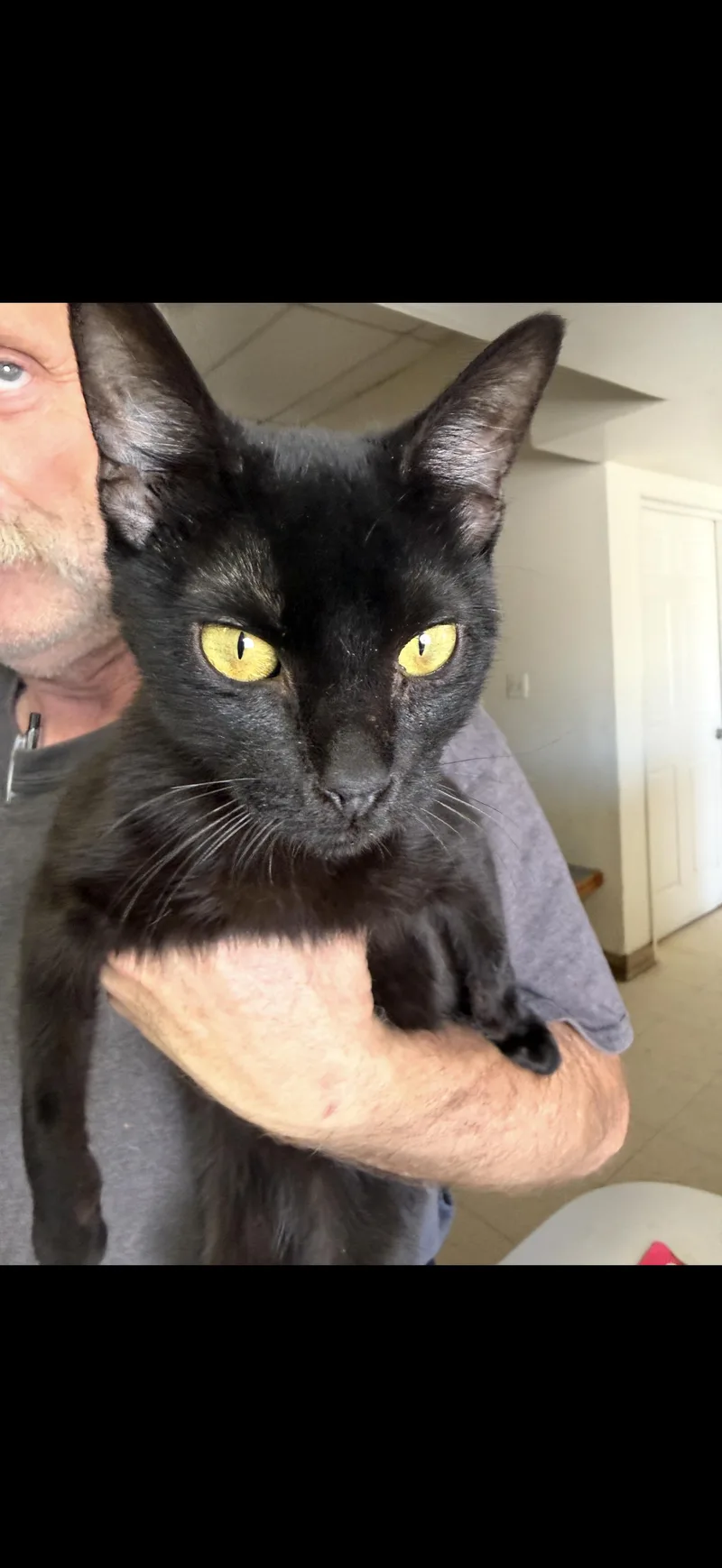 An adult medium-sized male Black Burmese cat named Illusion for adoption in Las Vegas, NV