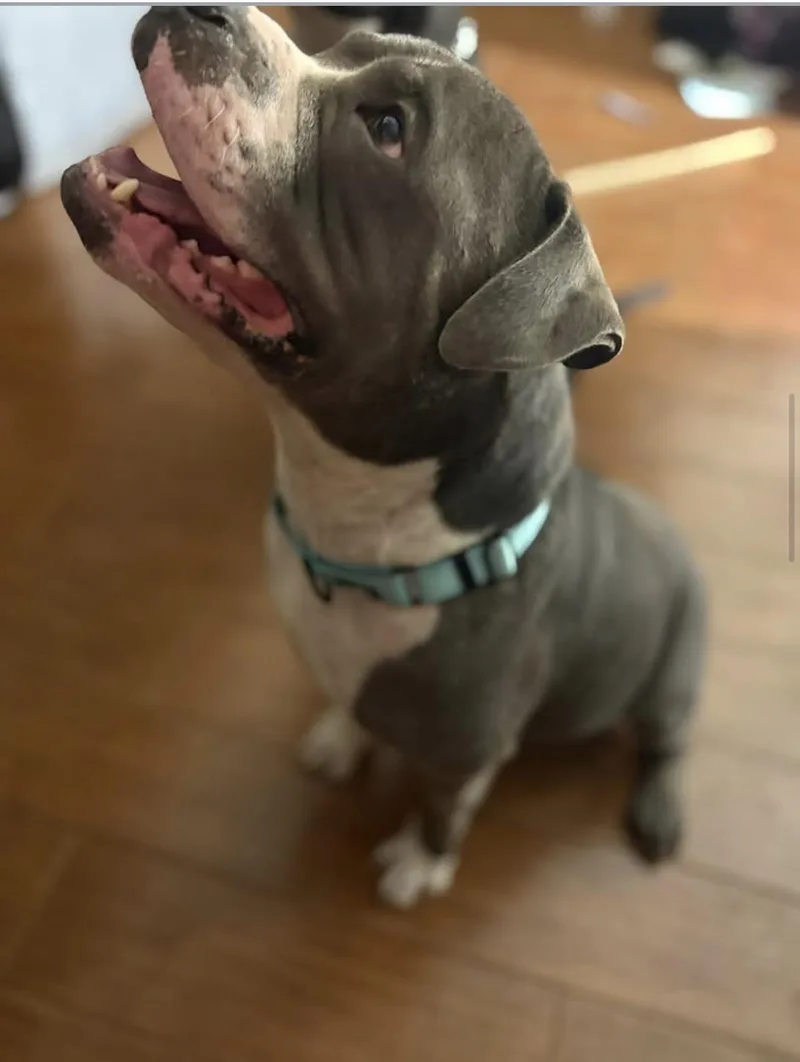 An adult large-sized male Gray / Blue / Silver American Bully dog named Koa for adoption in Moore, OK