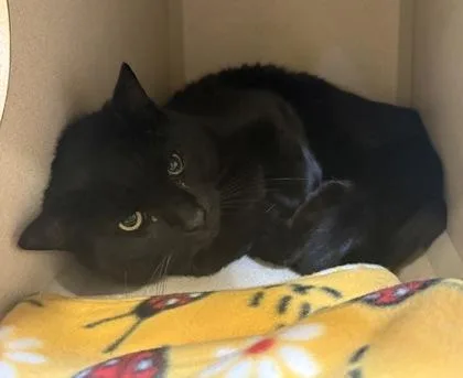 An adult medium-sized male Domestic Short Hair cat named Hubble for adoption in New Hope, PA