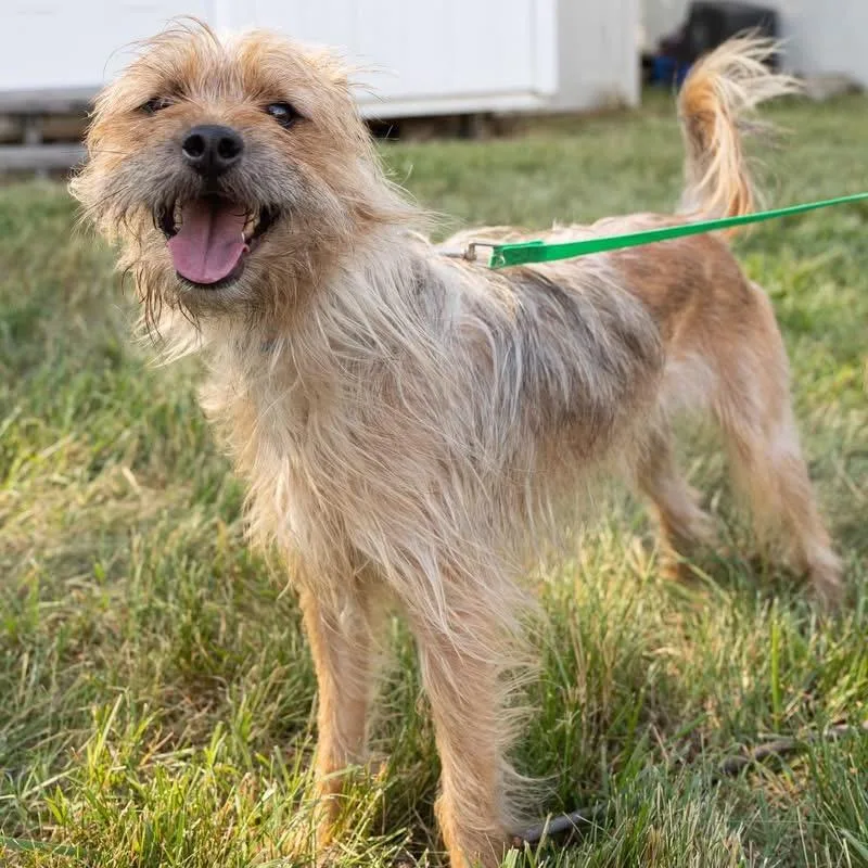 An adult small-sized male Yellow / Tan / Blond / Fawn Mixed Breed dog named Jakob for adoption in Fredericksburg, VA