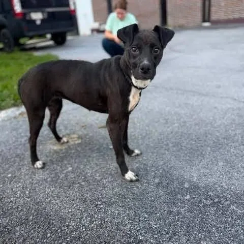 A young medium-sized female Black Mixed Breed dog named Meadows for adoption in Alexandria, VA