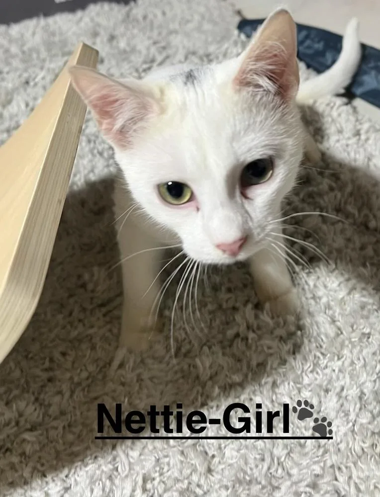 A baby small-sized female White Domestic Short Hair cat named Nettie for adoption in Telford, PA