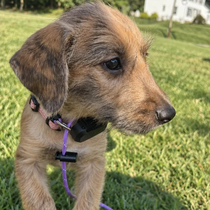 A baby medium-sized female Brindle Terrier dog named Sparkling for adoption in Baldwin, MD