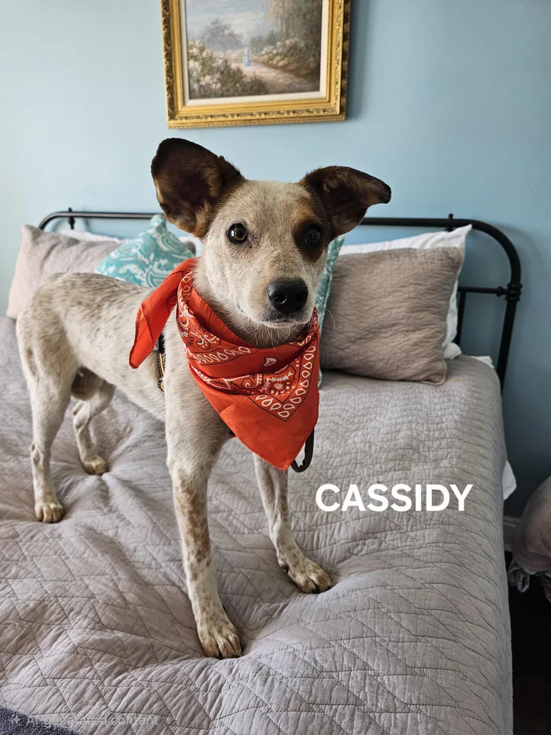 Cassidy thumbnail 3