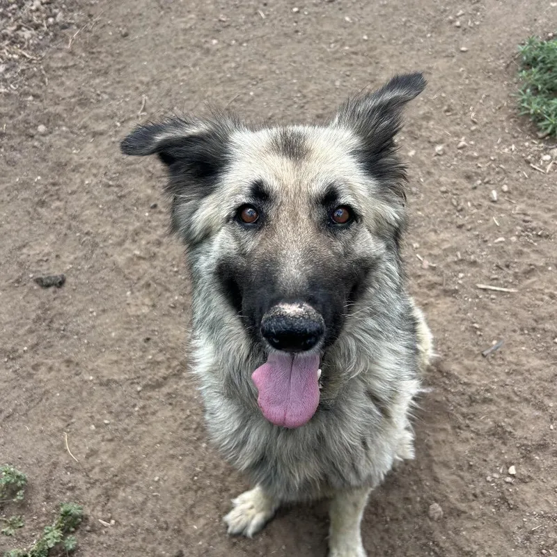 Misty thumbnail 4