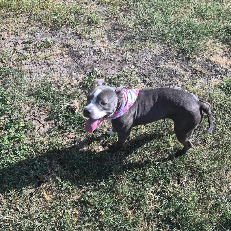 An adult medium-sized female American Staffordshire Terrier dog named Nova for adoption in San Antonio, TX