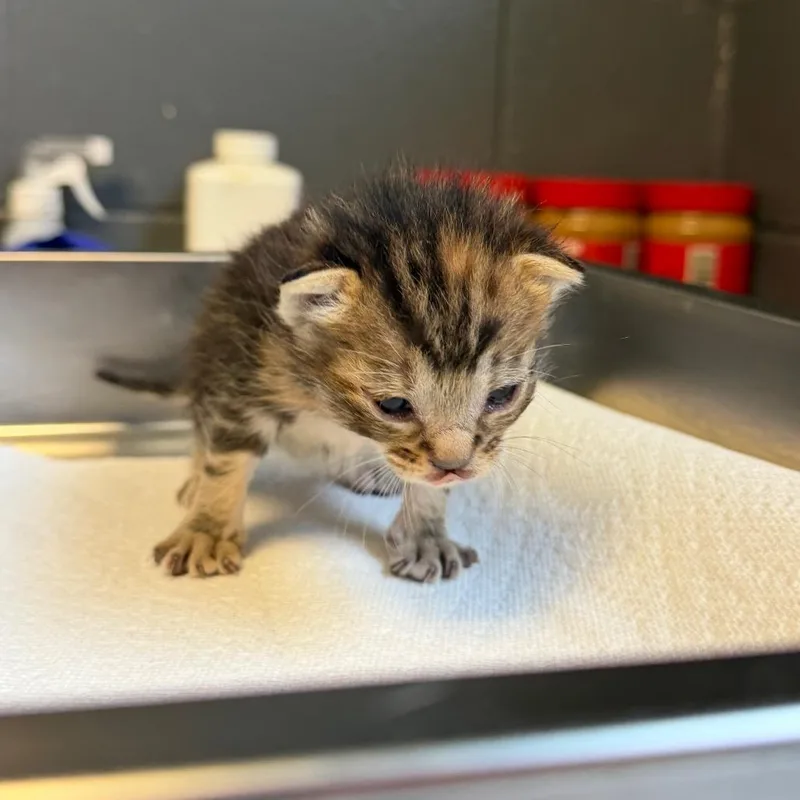 A baby small-sized female Black Domestic Short Hair cat named Ginger Snap for adoption in Tuscaloosa, AL