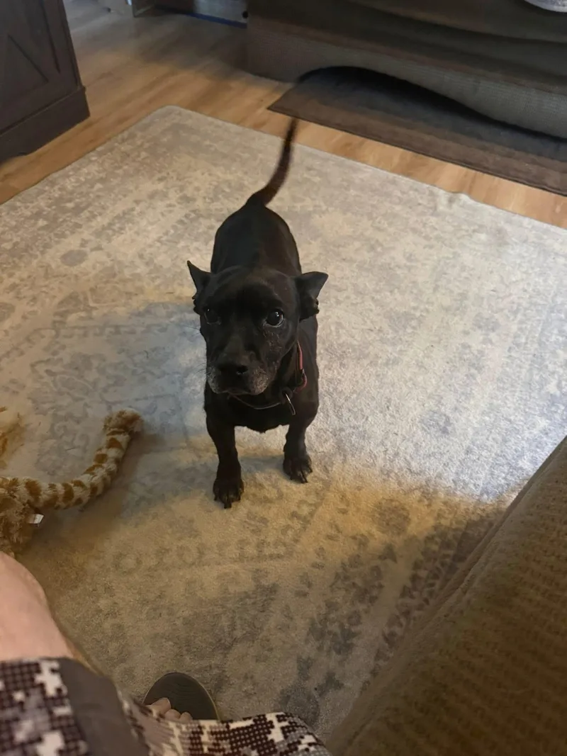 Sadie Mae thumbnail 2